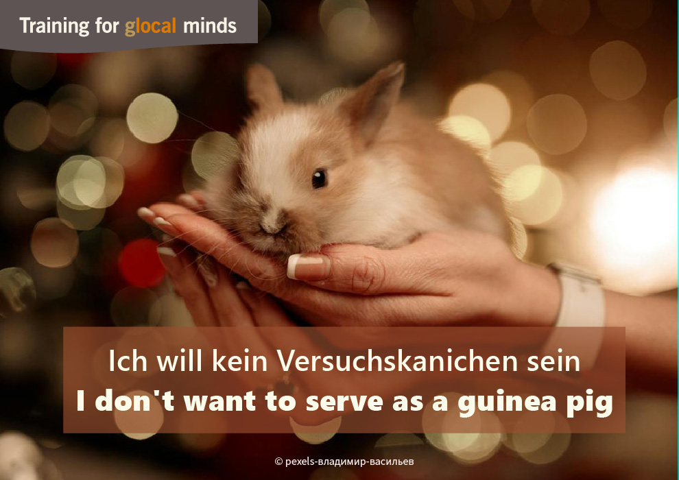 Adventkalender Tür 11: I don't want to servevas a guinea pig